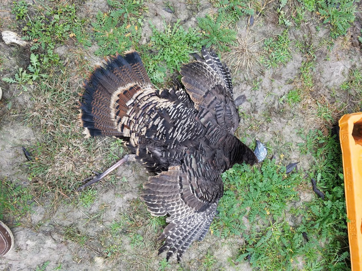 Mad_Buck_'s tweet photo. Got me a gobbler yesterday at the lease. Can't beat fresh turkey for dinner. #madbuckinnovations #gobblegobble https://t.co/c4IUcUpTdD