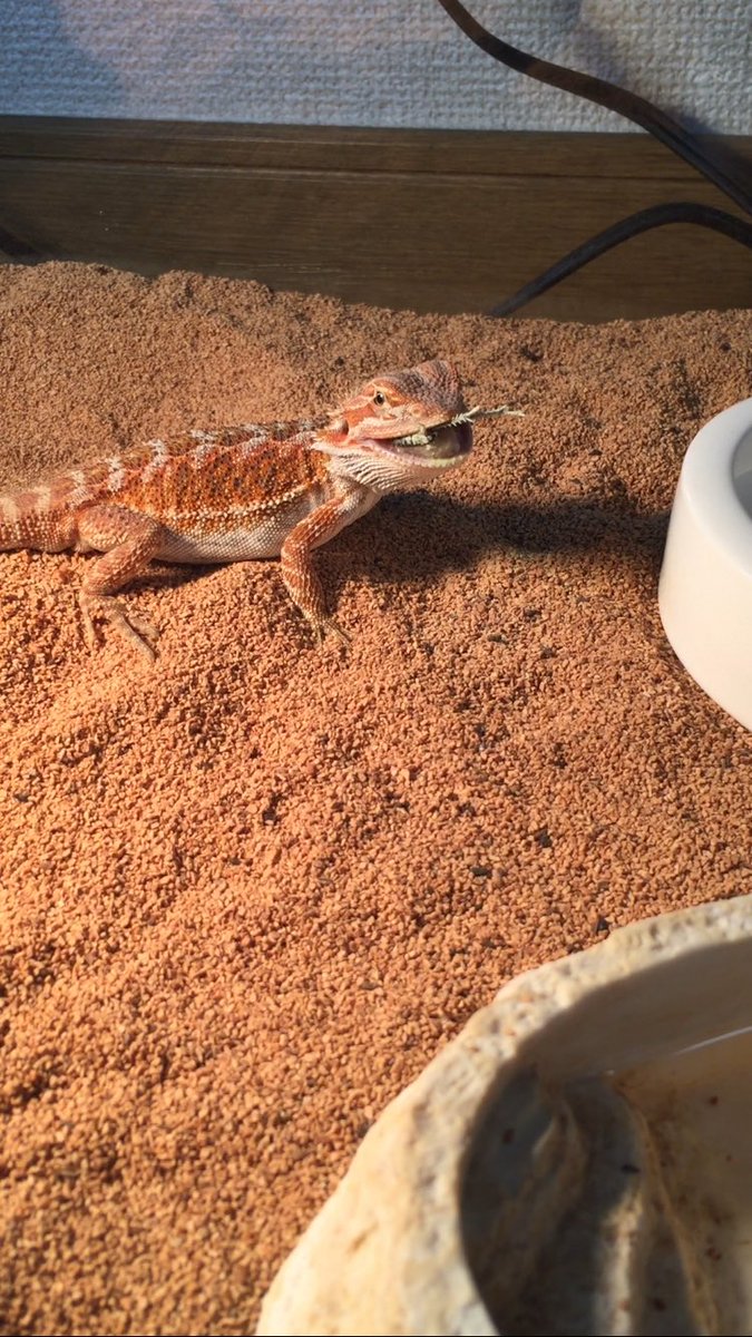 鰐 Wani フトアゴもカメレオンみたく餌取るとき舌出すんだなあ フトアゴヒゲトカゲ 鰐 Wani フトアゴもカメレオンみたく餌取るとき舌出すんだなあ フトアゴヒゲトカゲ