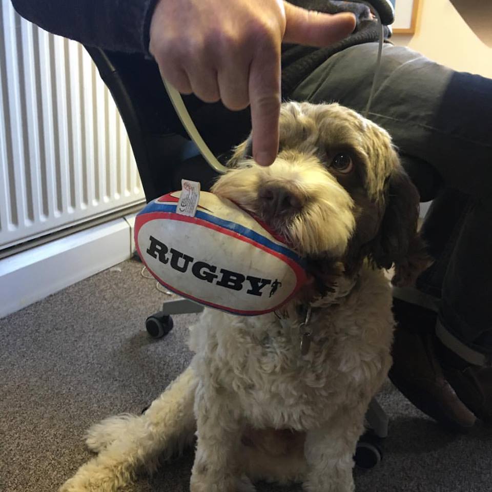 hlwhitty's tweet photo. Guess who's back! @Plum_Agency #officeadminassistant #zacthedog https://t.co/f5CntAx7h5