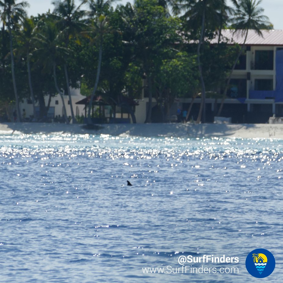 SurfFinders tweet picture