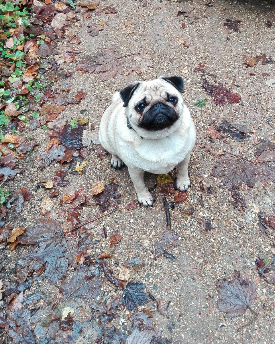 LoemBo's tweet photo. Walkies 🐾🐾 https://t.co/fpXcpMhj6W