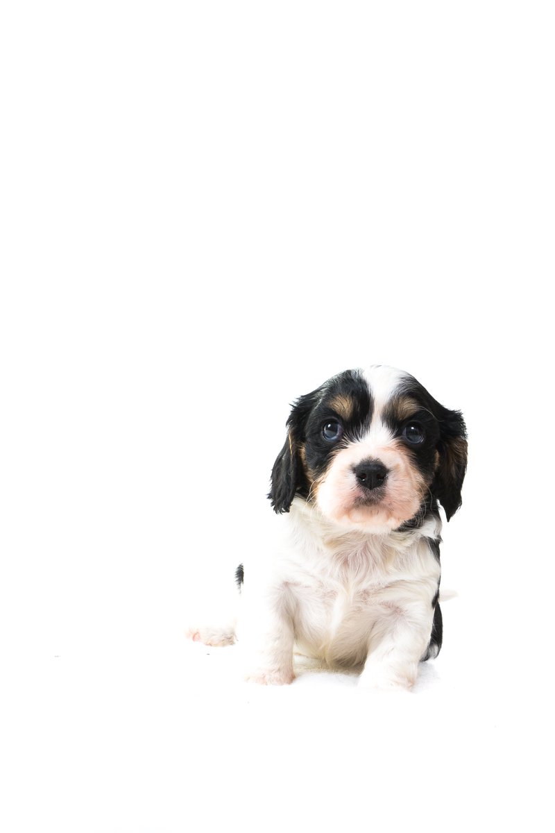 HybridBreeders's tweet photo. The HBA aims to raise the standard of breeding for #hybriddogs by offering membership only 2 those breeders who adhere 2 our high standards https://t.co/c2UTuIvNnP