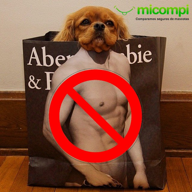 MicompiCom's tweet image. ¡NO Compres, #ADOPTA!
#PerrosPerdidos #AdoptaNoCompres