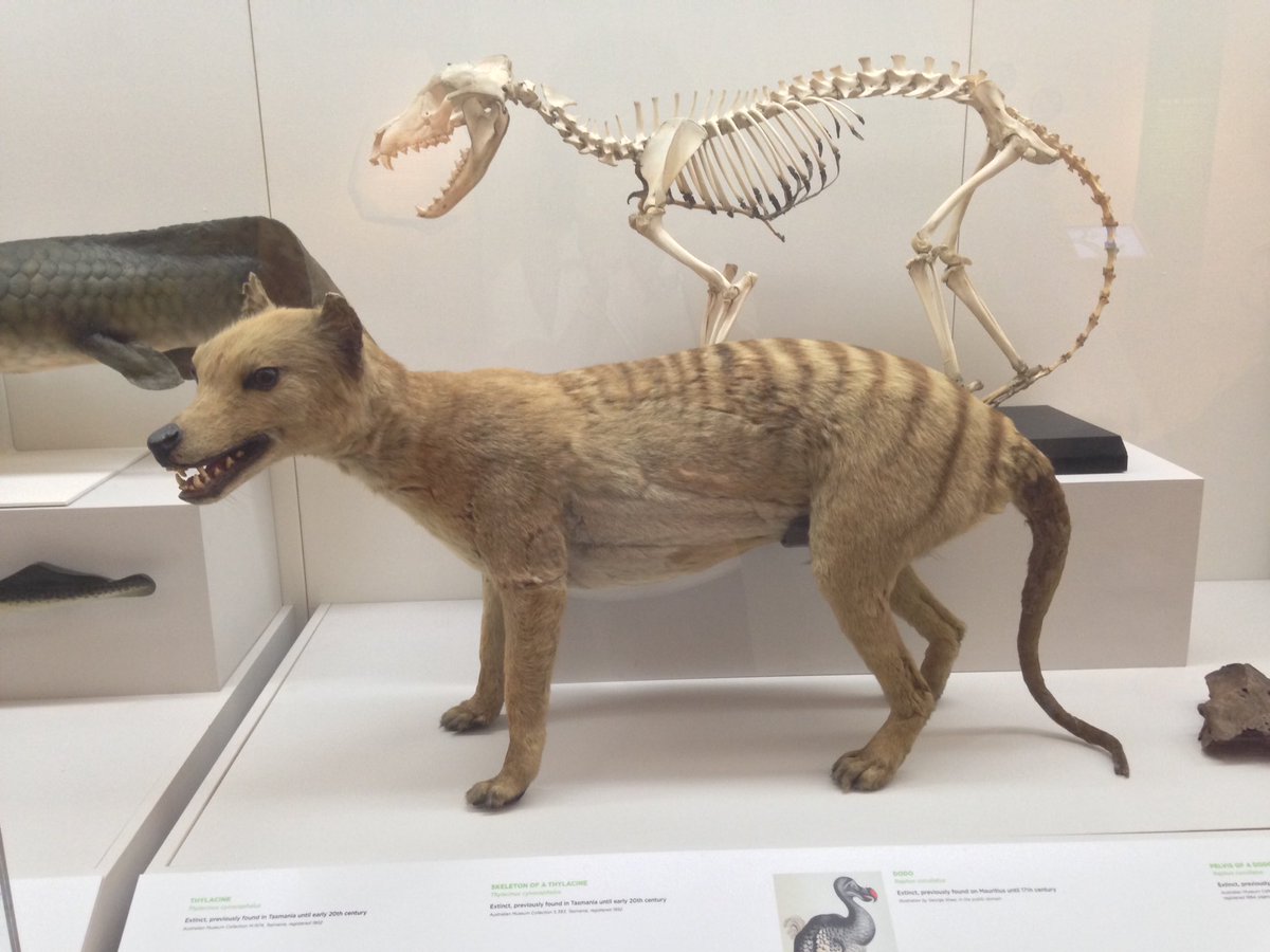 Thylacine