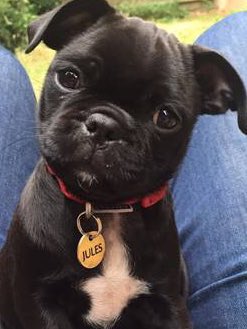 MPSLewisham's tweet photo. Puppy appeal! Please help Jules the 'jug' come home for Xmas. Jules was stolen on 18/8/16 in Forest Hill. She is #microchiped Pls call 101 👮 https://t.co/W2Ix0LpePb
