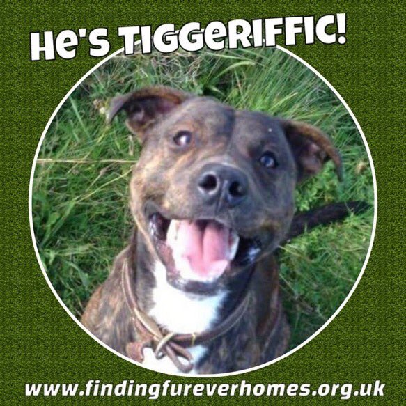 karen73984451's tweet photo. #mondaymotivation #plz RT for DOTD #Tiggerific happy Chappy Tigger #firever home plz for this fab lad @NWDogRescue https://t.co/oKq48jWAiq
