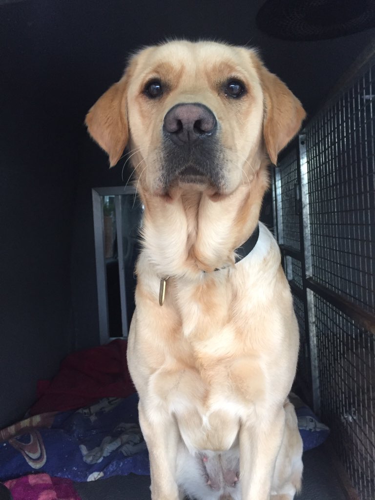 The beautiful #guidedogintraining Amber, waiting patiently to be called out of the van. 🐶❤️️