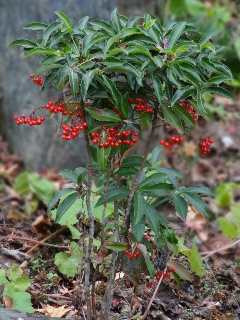 ヤブコウジ 藪柑子 とは 赤い実の特徴や開花時期 花言葉を紹介 Botanica