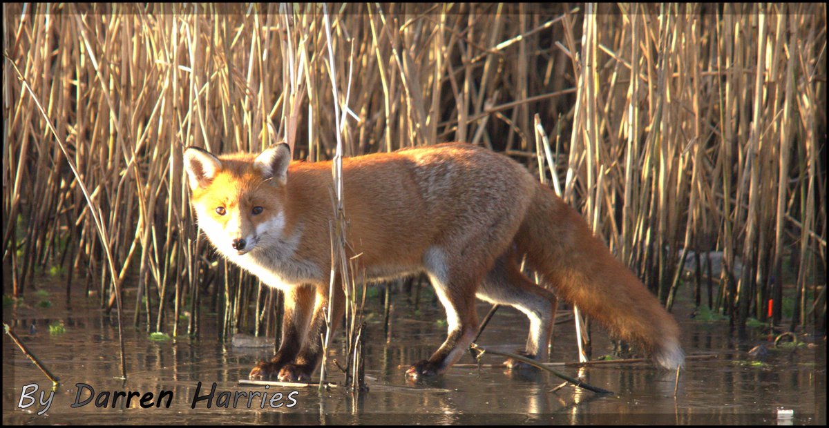 WeWildlifewatch's tweet photo. #Fox #Wildlife #Nature #Photography @HawkOffWales @DerekTheWeather @ruthwignall @DrJonesWales @alana_lewis @ITVWales @FoxWLife @DrBrianMay https://t.co/FHO3kJvcgT