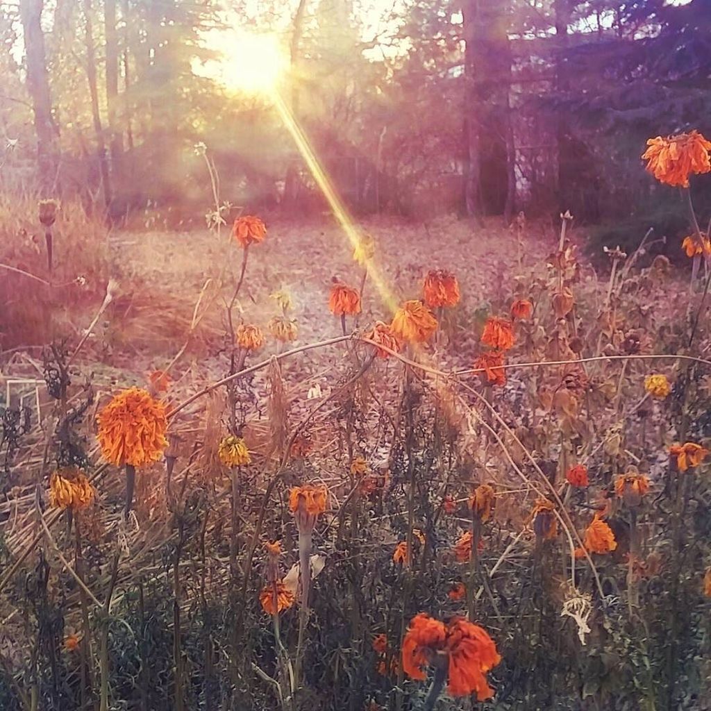 floresbyMES's tweet photo. Frozen #marigolds

#wintergarden #coloradogram #coloradogardens #fortcollinsinstagram #for… https://t.co/Ge1Fx5jfxW https://t.co/gtAwmZHrOY