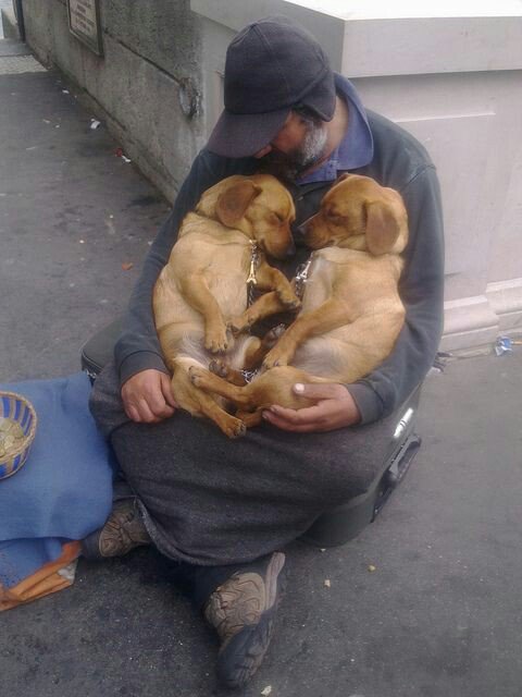 Captgorowara's tweet photo. Unconditional Love : A Dog Doesn't Care How Much Or Little You Have, They Just Want You 🐾🐶❤ https://t.co/iRATPueJvB