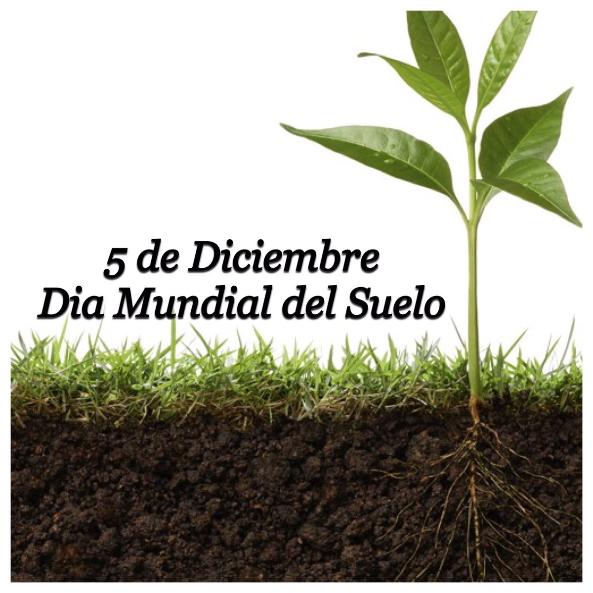 Agroverdad's tweet photo. Hoy es el #DiaMundialdelSuelo🌱
Por Resolucion de la Asamblea Gral de la ONU se consagró este día para concientizar sobre su uso sustentable https://t.co/ytg6zOBkwy