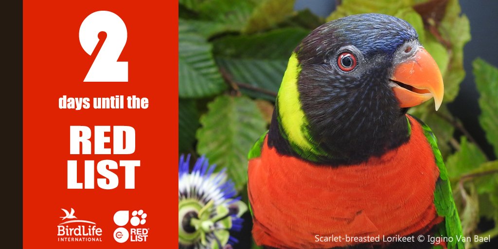 BirdLife_News's tweet image. Some of the world's most beloved pet birds may soon cease to exist outside of cages. Find out which species are in peril in the #RedList2016