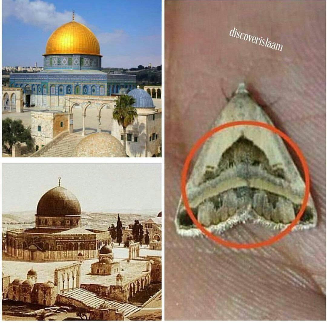 hamadrasheed18's tweet photo. Because #Allah is the best creater. https://t.co/RSIoI6Vk5O