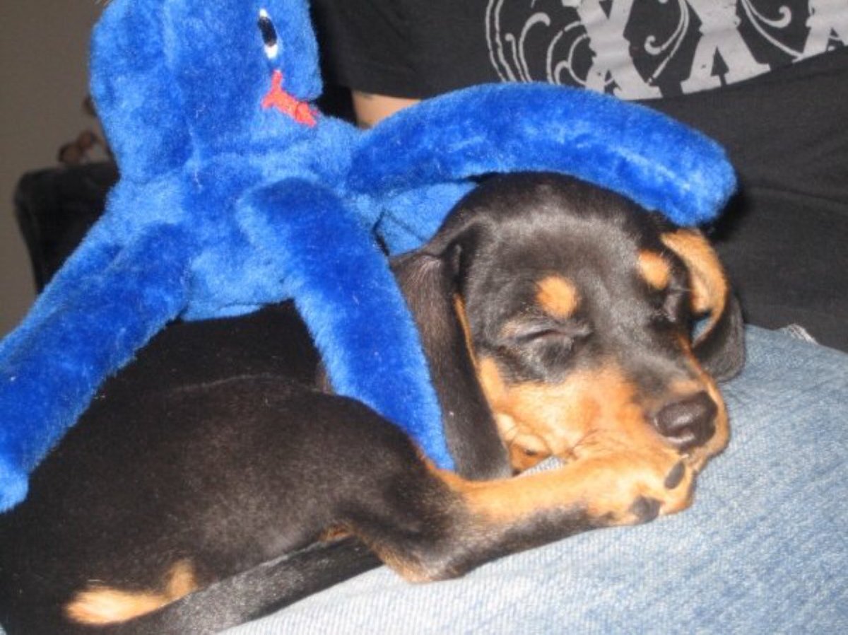 KingaS82's tweet photo. Miss Maya 🐶💖 #eightyearsago #puppylife #dec2008 https://t.co/7DuqCOaFMG