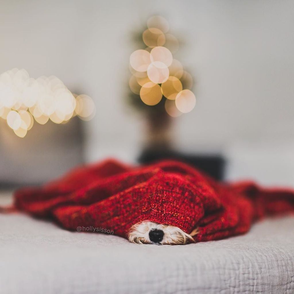 hollysisson's tweet photo. The Monday Denial
#Toronto #Havanese #dog #pet #petphotography #WHPmagic
~
See more of pu… https://t.co/TxL7MXSlt1 https://t.co/OMXiKUxAqy