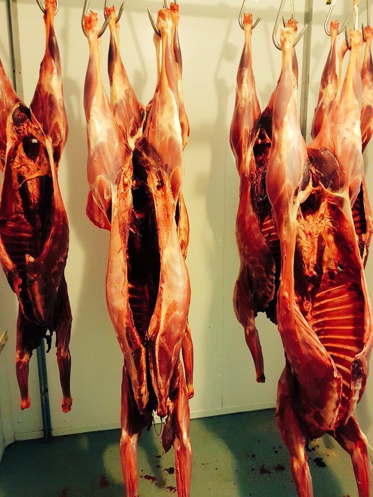 tomsprucechef's tweet photo. Wild Irish Venison. Best around @eldawild https://t.co/DV41aULmpx