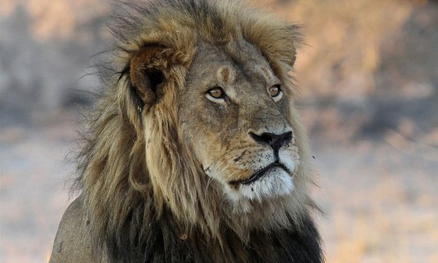 dpcarrington's tweet image. Trophy hunting could help conserve lions, says #Cecil the #lion scientist theguardian.com/environment/20… by me
