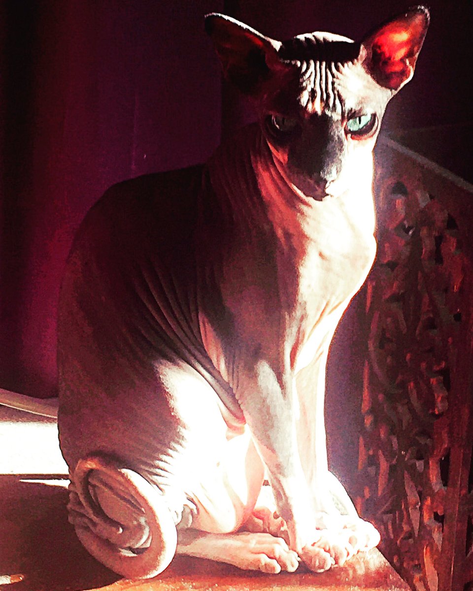 Milo The Cat Enjoying His Sunbath!