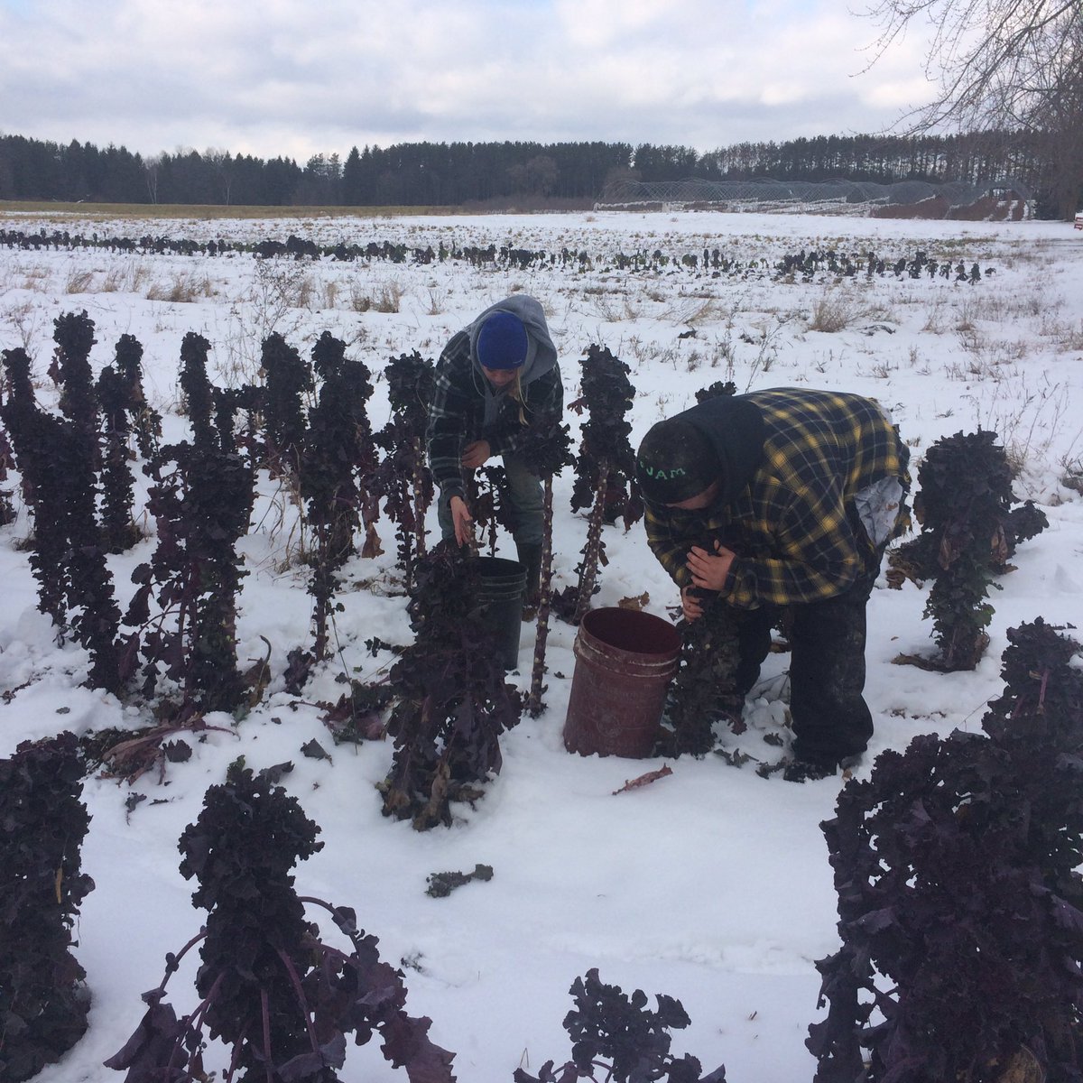 CoopersFarm's tweet photo. Inspired by the Sask couple harvesting brussel sprouts in snow we got at it too today. Picking Kalettes in the snow. #oyf2016 @CanadaOYF https://t.co/oK23v0CtfG