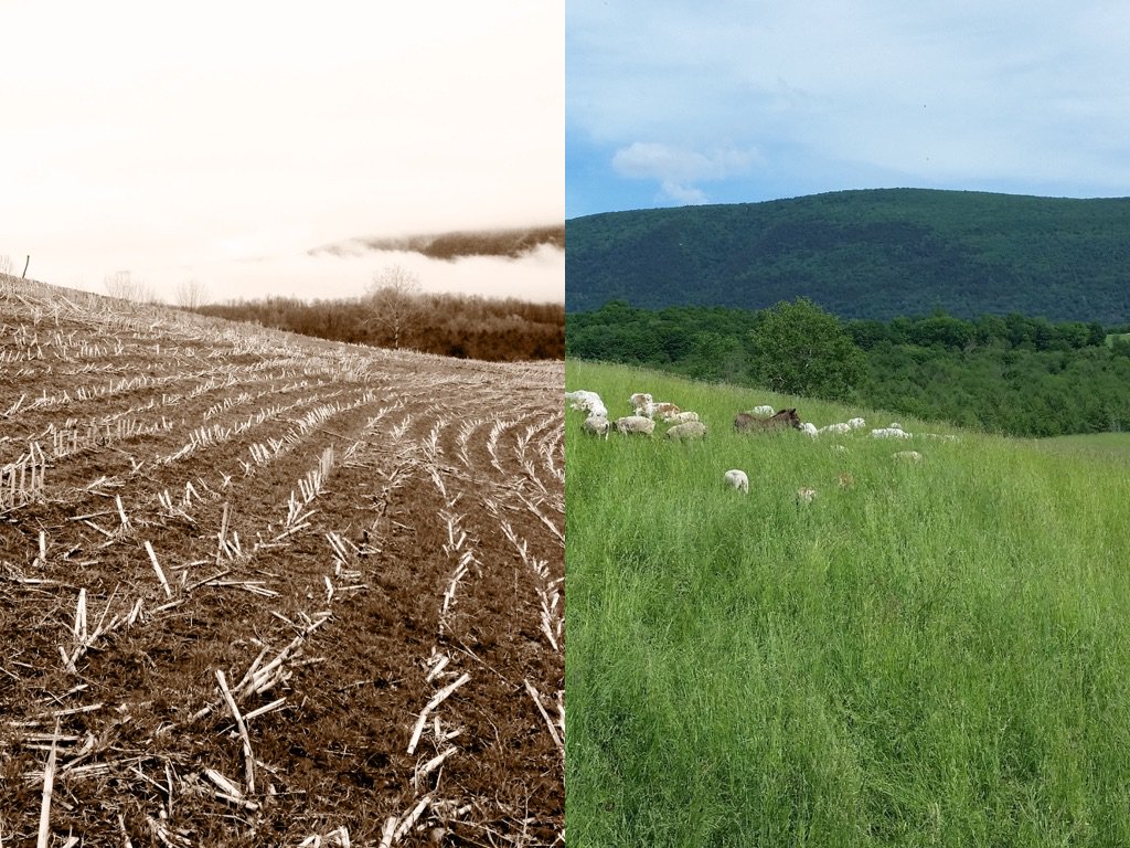 studiohillvt's tweet photo. For #WorldSoilDay I thought I’d post this #slideshow of our farm’s #soil regeneration project. https://t.co/mp3VF7szaM #WSD2016 #soilhealth https://t.co/gqNoDuGMZJ