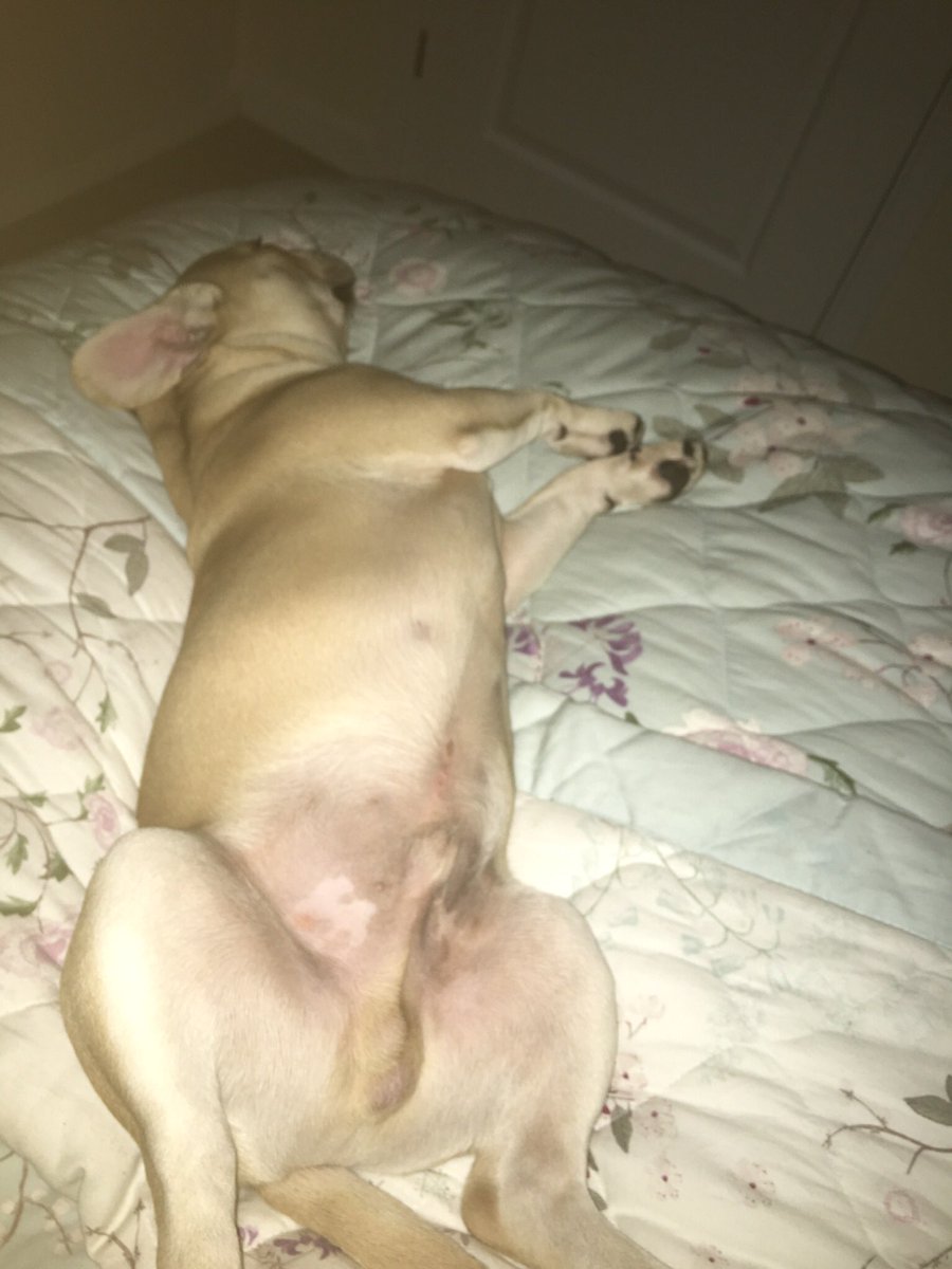 donna_innes's tweet photo. @AlanCarr My Hugo is a proper tart lol https://t.co/Y7ih4vaNTN