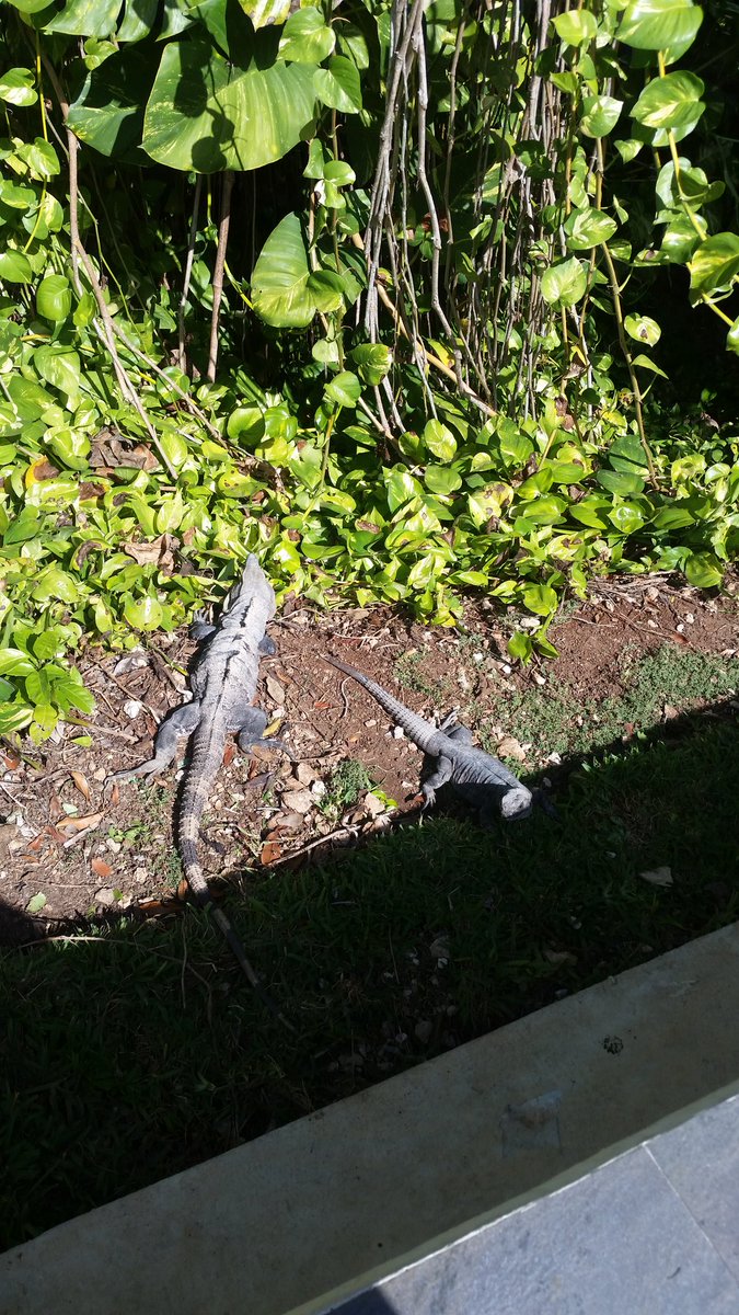 For some reason I thought of the bearded dragon from <a href="/AshvsEvilDead/">Ash vs Evil Dead</a> when I saw these guys :p