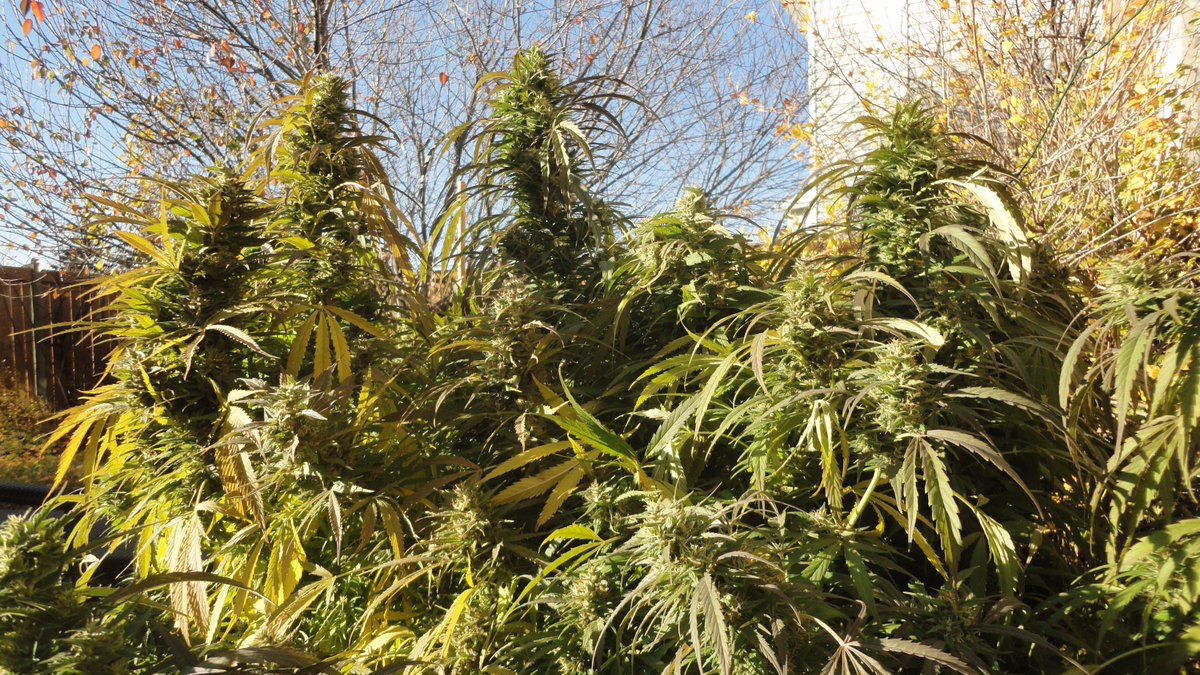 weedseeking tweet picture