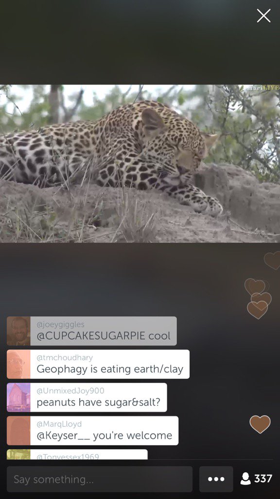 joeygiggles's tweet photo. .@WildEarth on #Periscope: It's time for a safari! Let's go out to find some #wildlife. #sa… https://t.co/QNcnAYsDxz https://t.co/aE47O4djcs