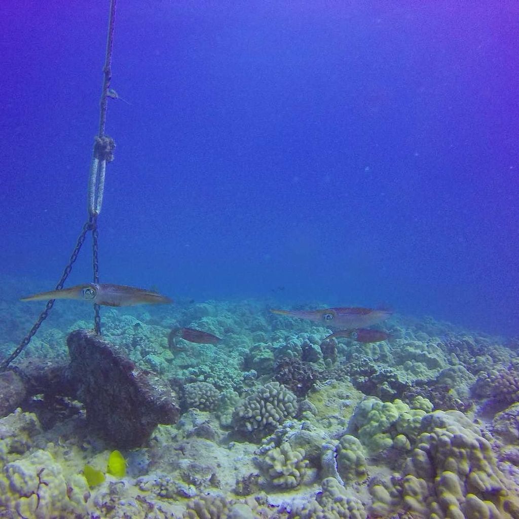 Fun time swim time!

#scuba #Hawaii #Gopro #diving with #squid #reefsquid #yellowtangfishe… ift.tt/2h6tJV6