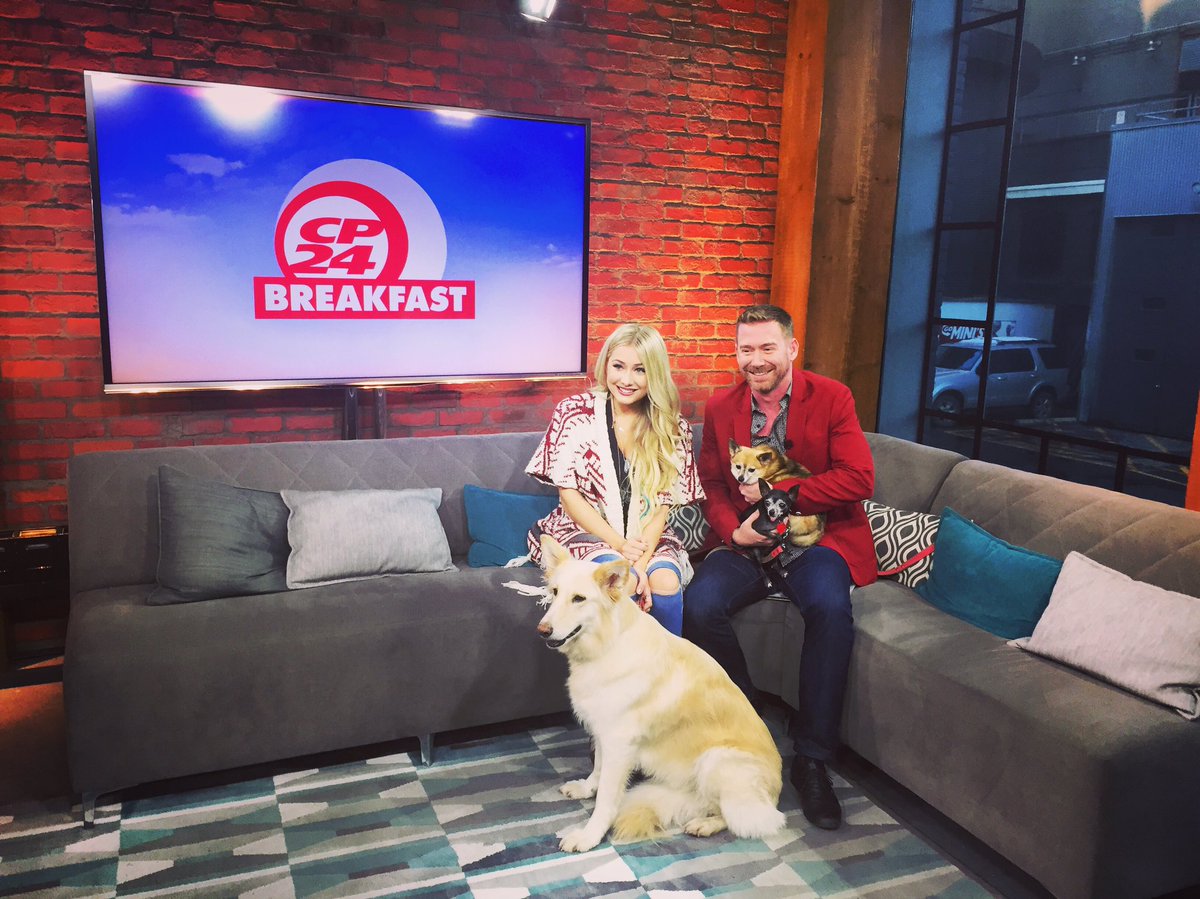 TEAMDogResQ's tweet photo. TV SUPERSTARS! Belle &amp; Bum joined @madelinemerlo &amp; @BillCoulterTO this morning on @CP24 They are still available for adoption!! #rescue https://t.co/DcyKnYcCCk