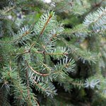 Photo by FirstChoiceTreeCare (@FirstChoiceTree)