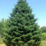 Photo by FirstChoiceTreeCare (@FirstChoiceTree)