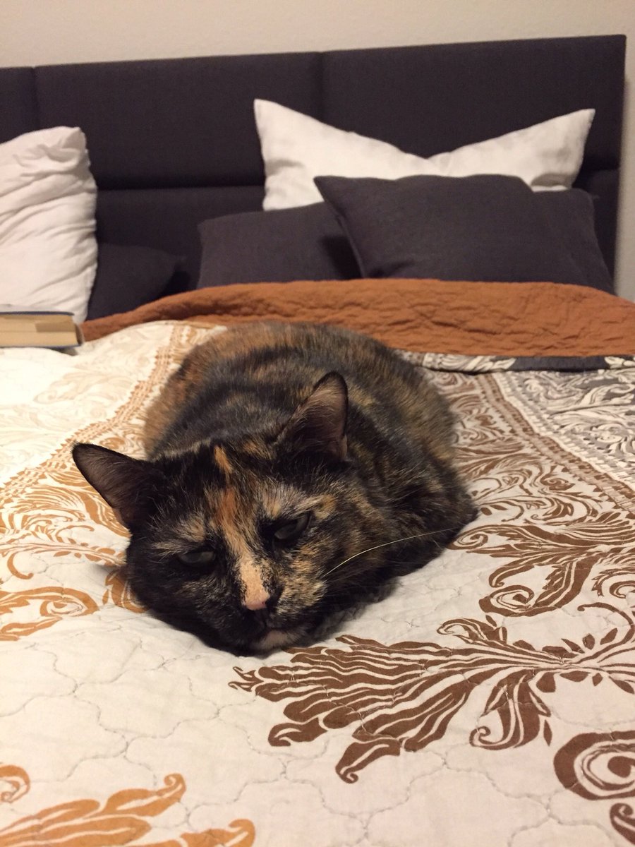 VUsselkatz's tweet photo. Best place to be! 😻 #catonthebed https://t.co/A6SHjONXnW