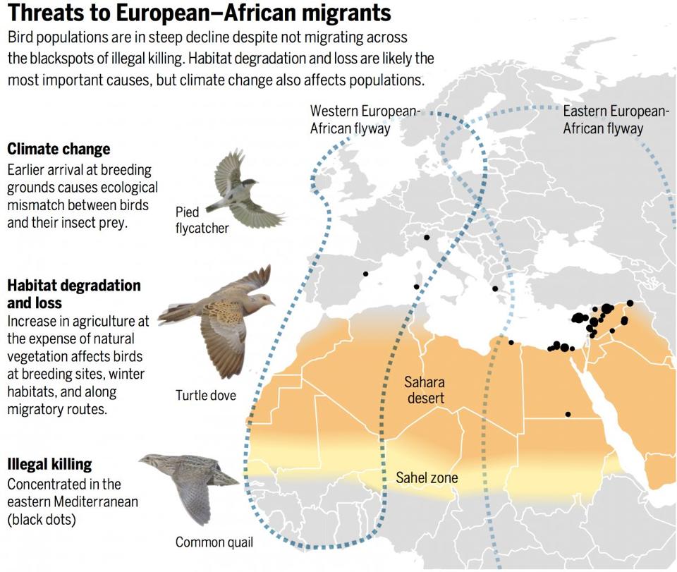 save_spoony's tweet photo. Can We Save Europe's Migratory Birds? via @forbes @GrrlScientist https://t.co/2toWKyXr7a https://t.co/KPfMPKpiaH