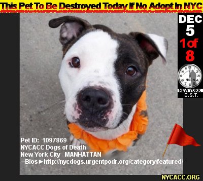 MIPooh's tweet photo. DEC 5 Alert 
This Is Duchess
w/out Human Help 2DAY

She'll Never C Another 2morro
#Adopt @#NYCACC B4 Noon
#NYC #Dogs
https://t.co/ytnRLdDCl9 https://t.co/LLhmBPVzl8