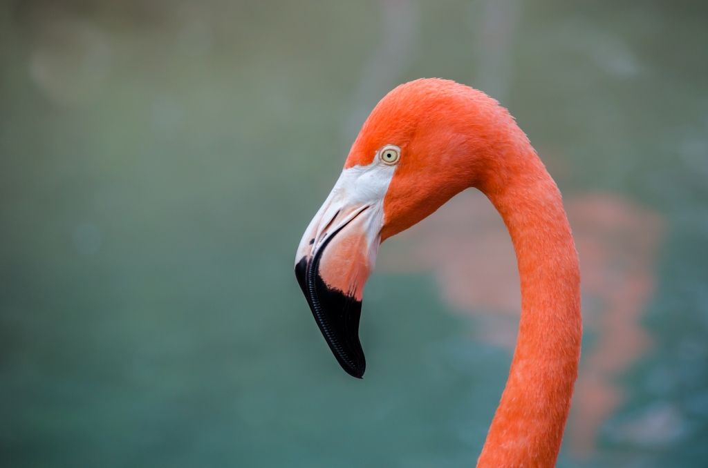 pzcredactie's tweet photo. Groep flamingo's overwintert in Grevelingenmeer https://t.co/QrpJQ5WgP7 https://t.co/aayJWepdTN
