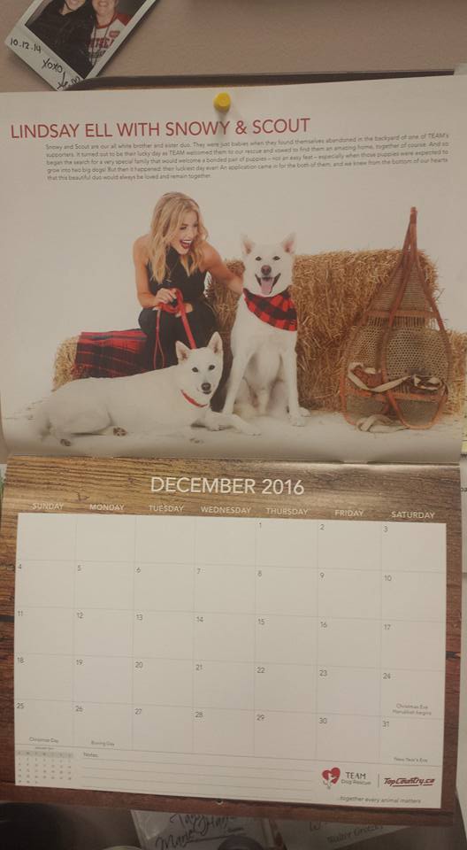 Country104's tweet photo. So excited to get my #CountrySoundsandRescueHounds 2017 calender, featuring @TEAMDogResQ @lindsayell @timhicksmusic @deanbrody https://t.co/S0AhS2oVAR