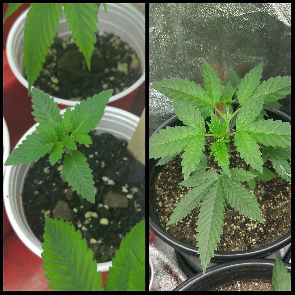 DibsExtracts's tweet photo. Blueberry cookies..... #growyourown #oil #errl #shatter #concentrates #dab #crumble #dabli… https://t.co/bNrGbyhMU8 https://t.co/44iYvOhbbm