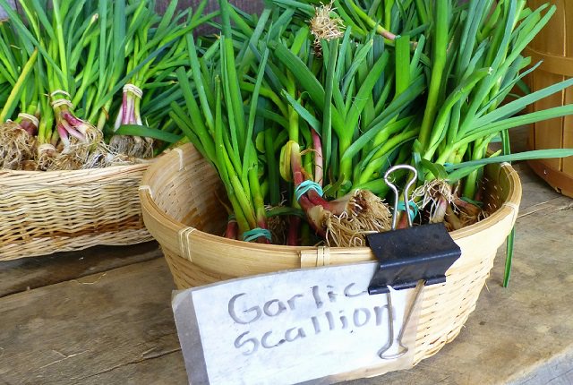 Growing garlic, here’s how from <a href="/BGardenWeb/">Balcony Garden Web</a>. Just add Drain Smart container-drainer discs. goo.gl/peK35u
