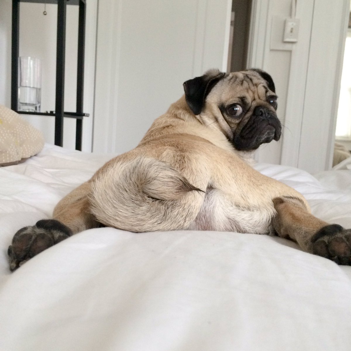itsdougthepug's tweet photo. I found u, Ms. New Booty https://t.co/j0VsoHV1wV