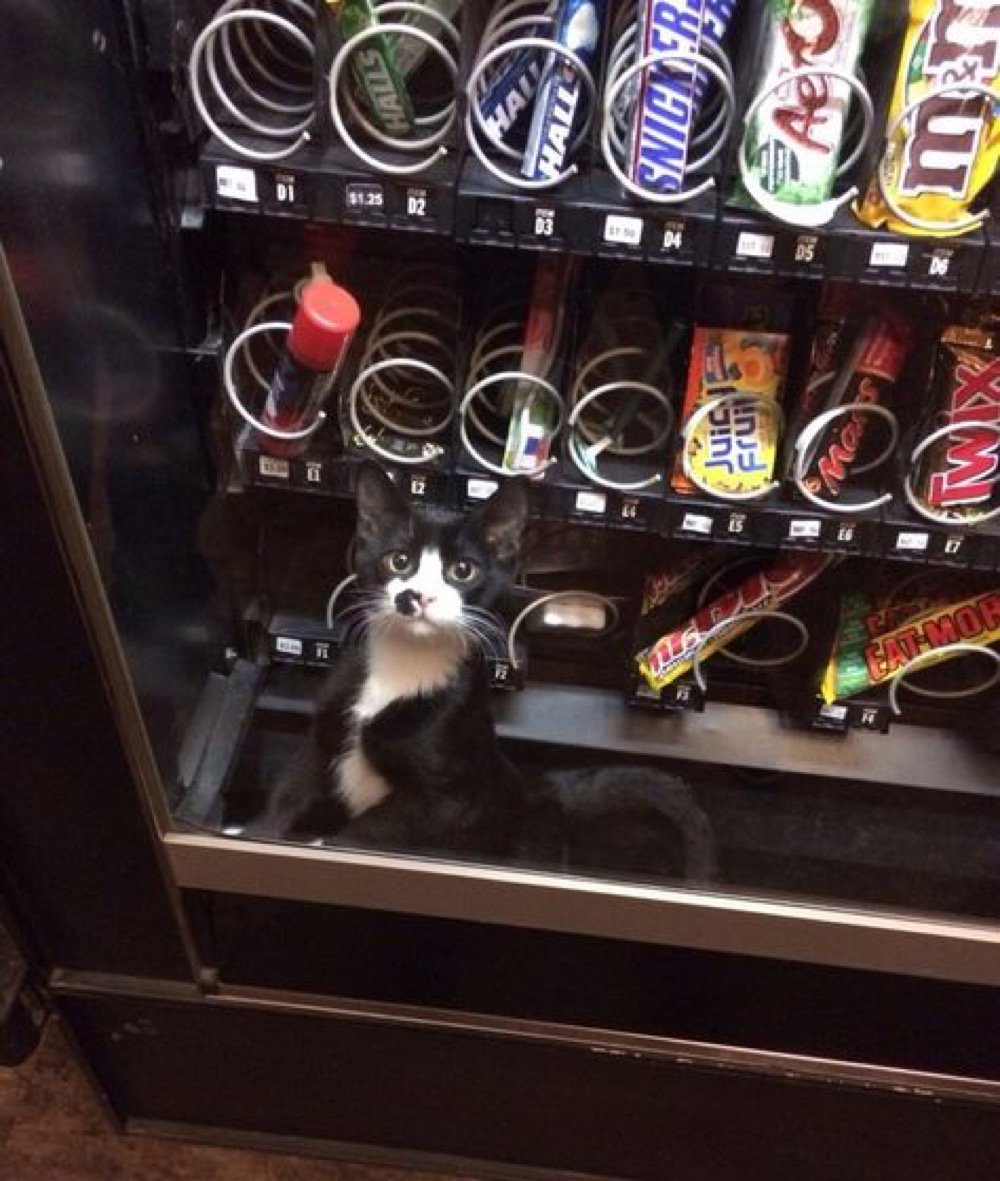catsnkittys tweet picture