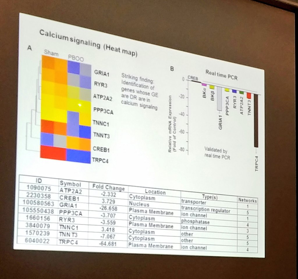 Hannan_Lab's tweet photo. Calcium signaling gene expression changes in BOO. RyR2&3 and BKa/b are down regulated in BOO mice. @Soc4PelvicRes #SPR #SPR2016 https://t.co/VNCGfXMSZp