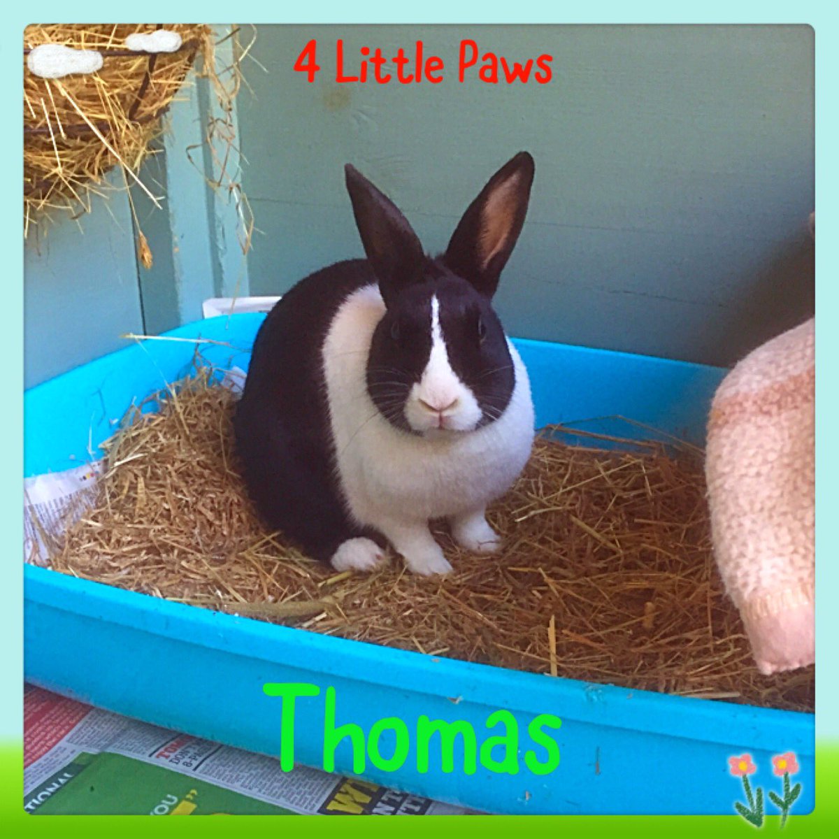 4LittlePaws's tweet photo. Long term #bunny boarder Thomas says hi! He's with us for 2 years! #rabbit #rabbitboarding #chesterfield #derbyshire https://t.co/NzwWy73L04