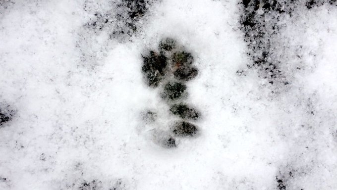 Good morning! ❄️😻☕️ https://t.co/yUBJGHJSrD