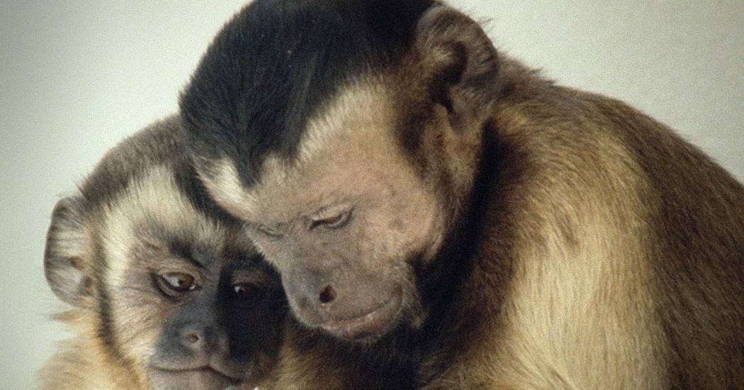 BoomerangForEar's tweet photo. Very interesting talk on #MoralBehavior in #animals!
via @TEDTalk @FransDeWaal

https://t.co/mKyPyabXsY https://t.co/f9K0MvRsR6