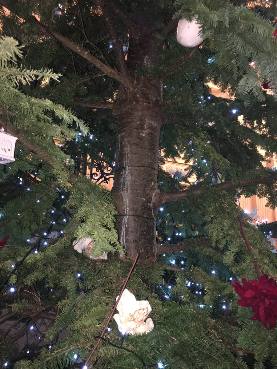 Northern Ireland Assembly On Twitter Our 18ft Noble Fir Tree In The Great Hall Was Harvested Carn Na Coille Farm Eglinton Northern Ireland Assembly On Twitter Our 18ft Noble Fir Tree In The Great Hall Was Harvested Carn Na Coille Farm Eglinton