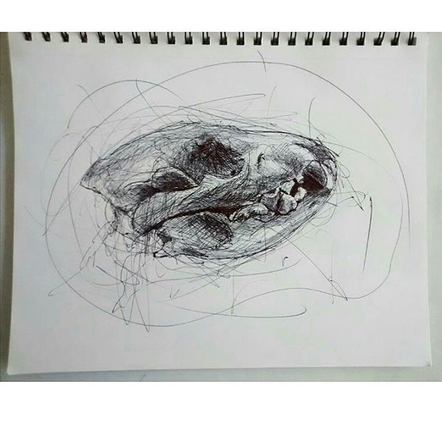 FrancMun1's tweet photo. #francmun #skullart #skull #drawing #sketcbook #sketchdayli #sketch #bicpen #boli https://t.co/BDpYMsRdH3