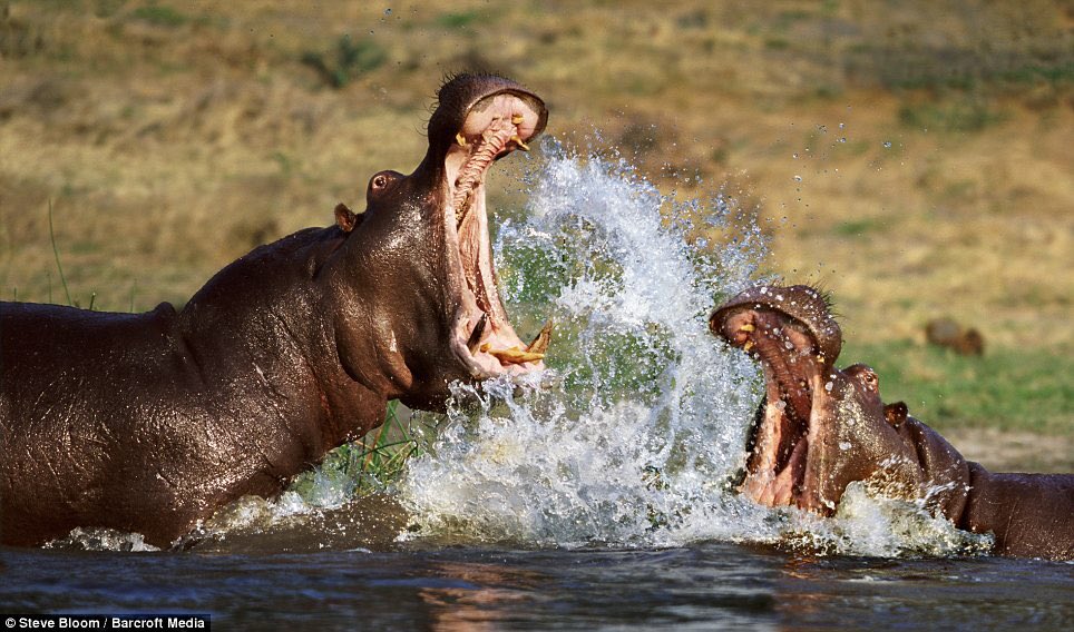 PurpleCobra5's tweet photo. 2900 people in Africa are killed each year by hippos. Stay safe guys, use the buddy system. https://t.co/gynBoZaFC0