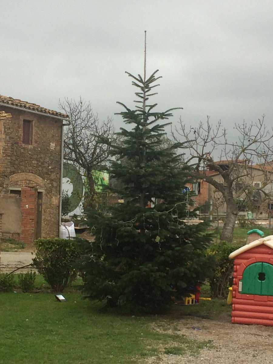 LAVILLADECORSA's tweet photo. Ja tenim l'avet a punt per decorar, ja s'acosten les festes DE Nadal @LAVILLADECORSA https://t.co/hADfLdckpY